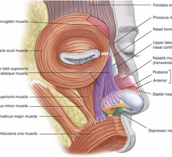Мышцы носа. Мышцы окружающие носовые отверстия. Мускулюс назалис.