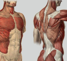 Александр Лоуэн: Каждая хронически сокращенная мышца представляет негативную установку