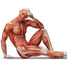  МЫШЕЧНАЯ АТРОФИЯ: Мышцы трудно нарастить и легко потерять