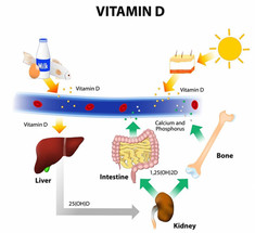 Витамин Д — сколько ни много ни мало?