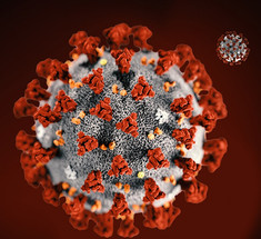 Солодка ингибирует репликацию коронавируса