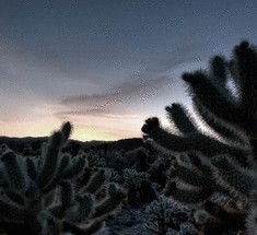 Плюшевый кактус