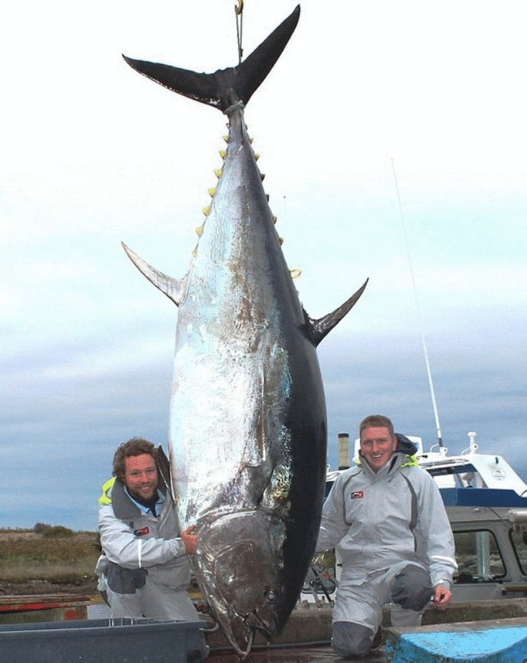 Самый большой тунец в мире