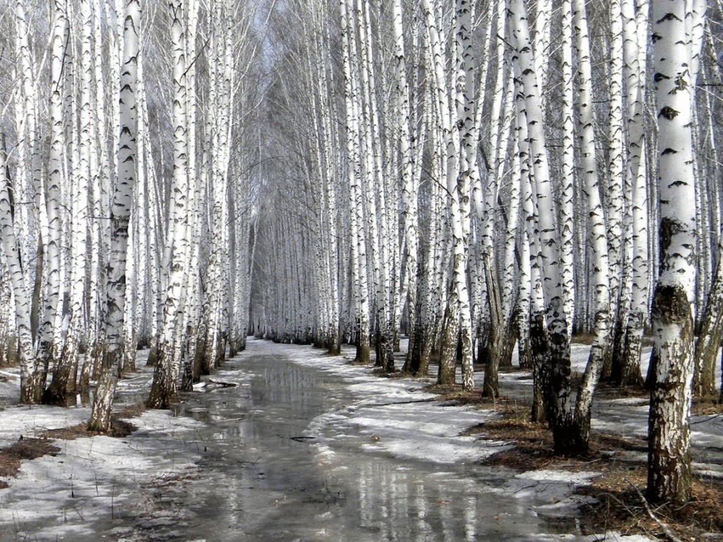 Все о березовом соке