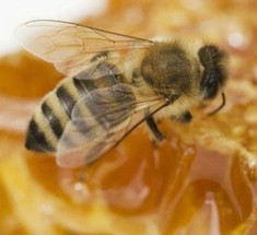 Стоит ли есть современный мед?