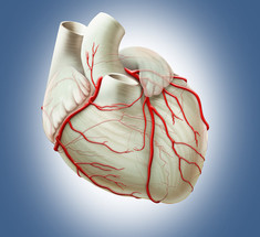 Витамины и минералы, которые необходимы для здоровья сердца и сосудов