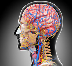 9 триггеров мигрени: Как избавиться от приступов головной боли