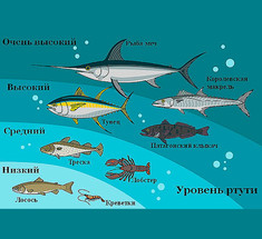 Ртуть в рыбе: Стоит ли беспокоиться?