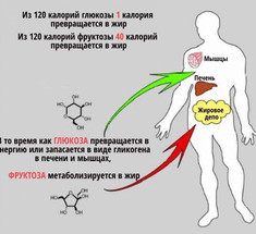 Сладкий яд: Как фруктоза приводит к диабету