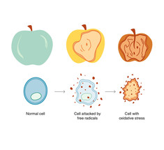Оксидативный стресс: как противостоять клеточному старению? 