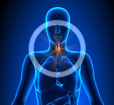 Щитовидная железа - на страже гормонального здоровья