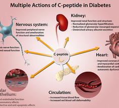 С-пептид: образ жизни и диета, как способы снижения или повышения его уровня