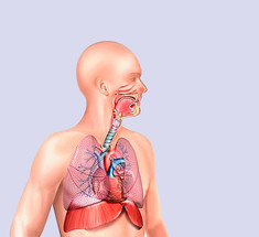 3 упражнения, которые улучшат работу дыхательной системы