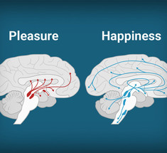 Счастье по науке: как приучить мозг вырабатывать гормоны счастья