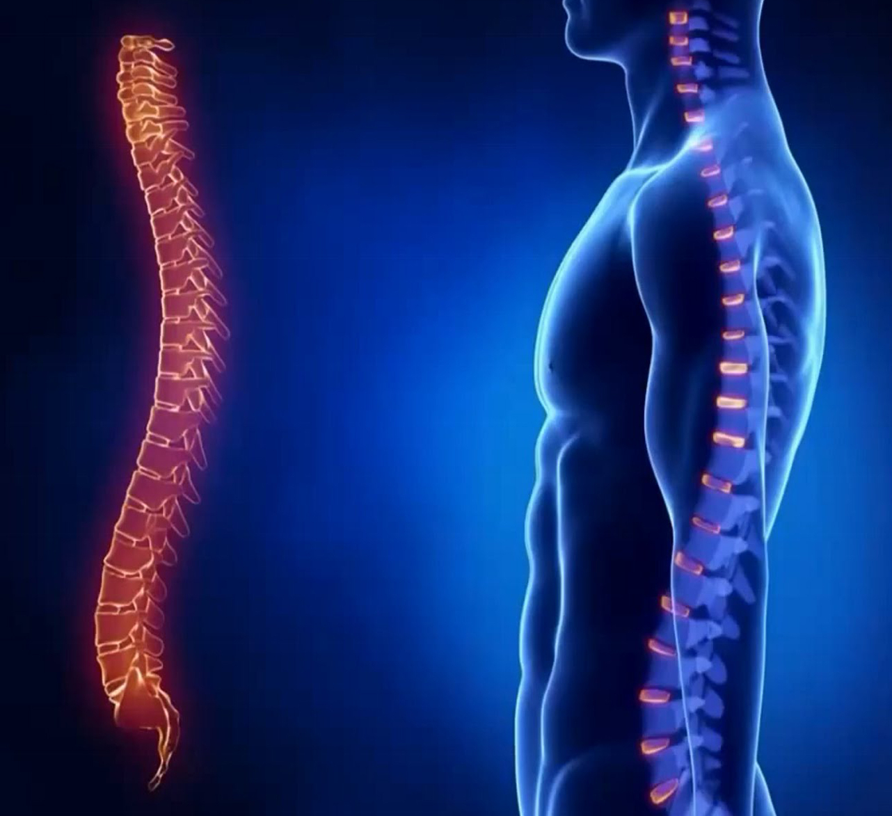 Позвоночкик. Закачать позвоночник. Спина позвоночник. Закачать позвоночник. Спина позвоночник.