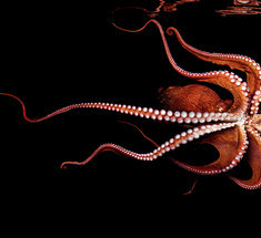 Великолепие подводного мира в серии фотографий "Sea" 