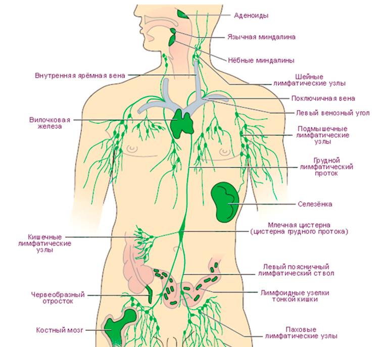 Лимфоузлы На Пояснице Расположение Фото У Женщин