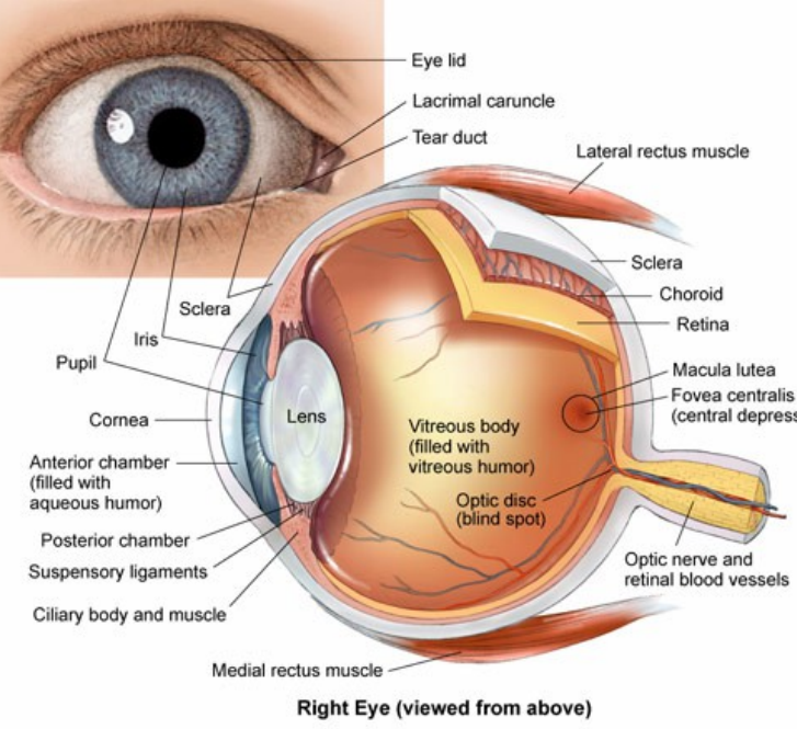 Глазная на латинском. Строение глаза сбоку. Строение зрительного анализатора глазное яблоко. Структура глаза человека схема. Строение глаза глазное яблоко.