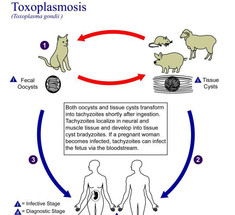 Токсоплазмоз: ЧТО делать