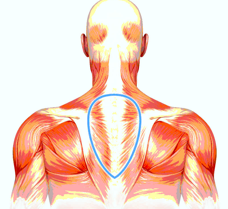 Триггерные точки трапециевидной мышцы