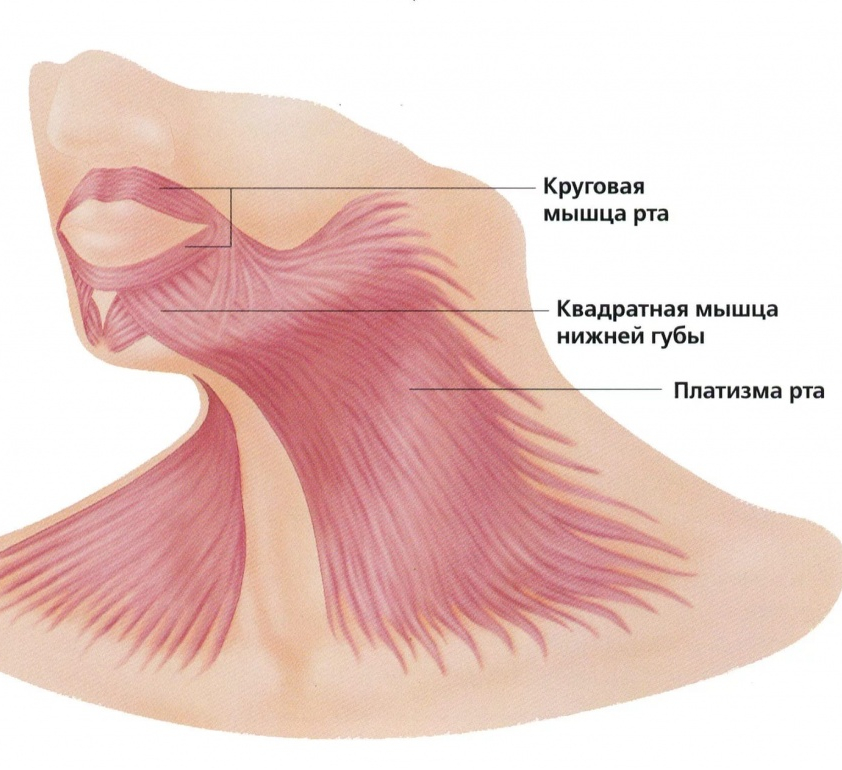 Платизма мышца