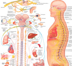 Центральная нервная система: 12 разрушающих факторов