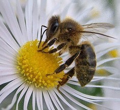 Что делать, если укусила пчела или оса