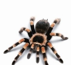 6 пауков из ночных кошмаров