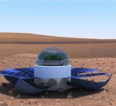 Каждому марсонавту — по букету от NASA. Тест на выживание обычных растений на Марсе