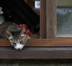 В Тайване существует настоящая кошачья деревня