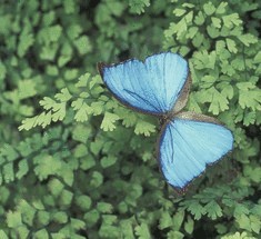 Самым водонепроницаемым материалом на Земле стали крылья бабочки