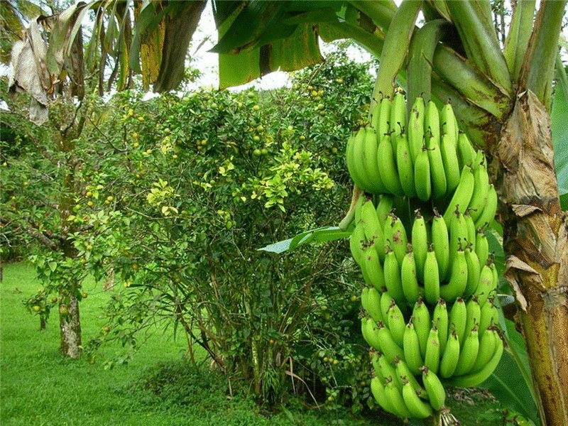 Британский ученый изобрел топливо из бананов