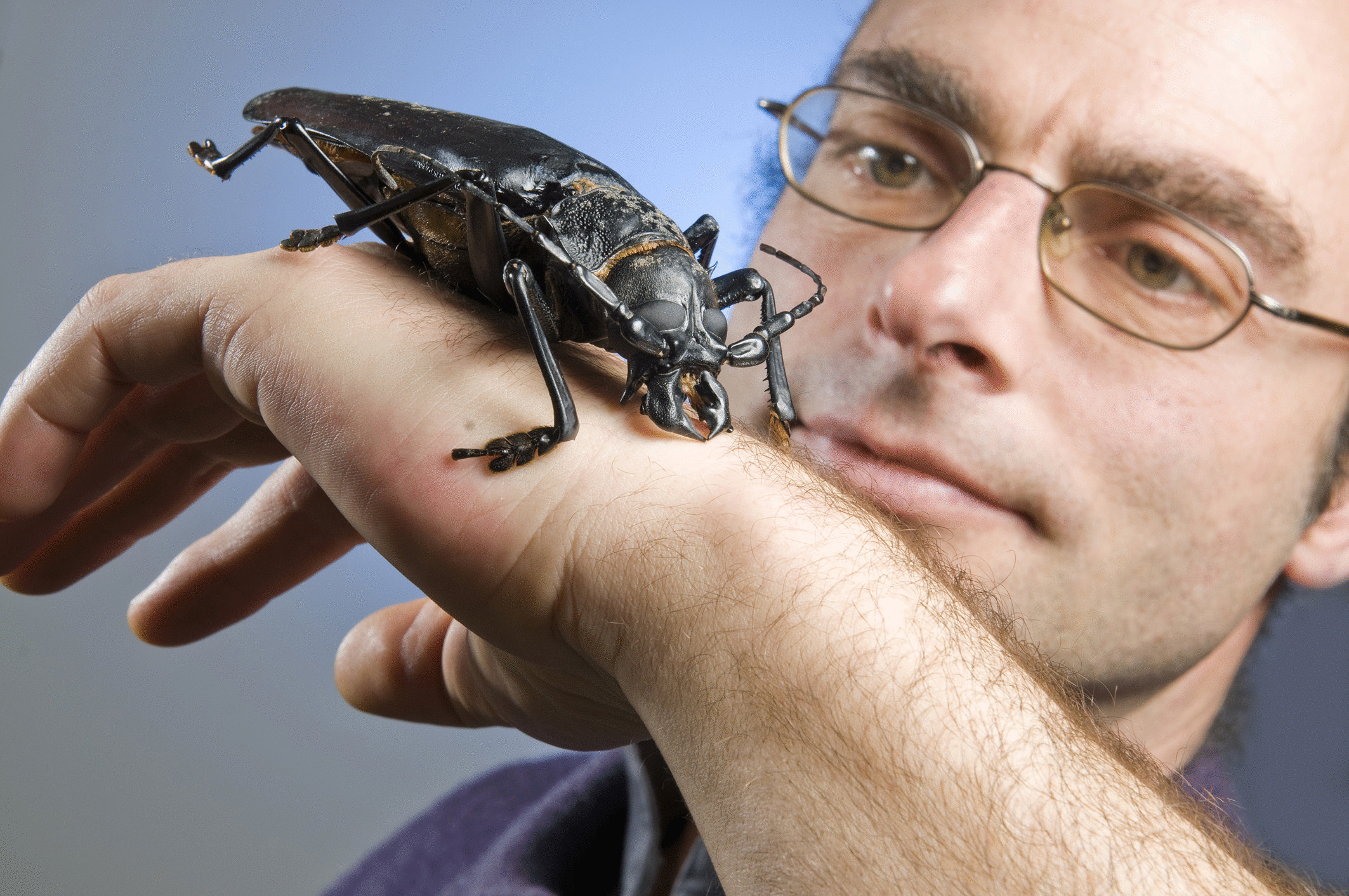 Почему гигантский жук дровосек-титан самое загадочное существо?