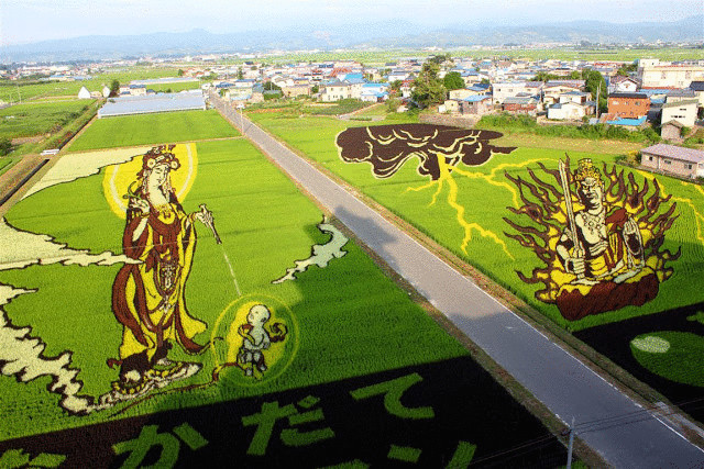 Осень: лучшее время, чтобы увидеть гигантские рисунки на рисовых полях в Японии 