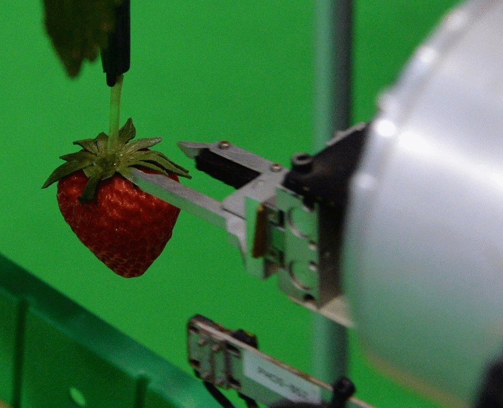 Представлен первый робот, который будет собирать клубнику