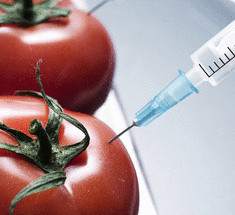 Признаки ГМО в продуктах на Вашем столе