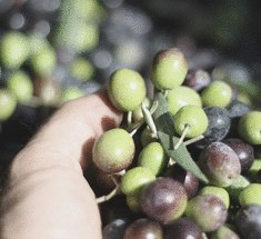 Почему оливки такие полезные