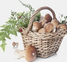 Неоценимая польза грибов