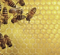 Мёд сможет заменить антибиотики