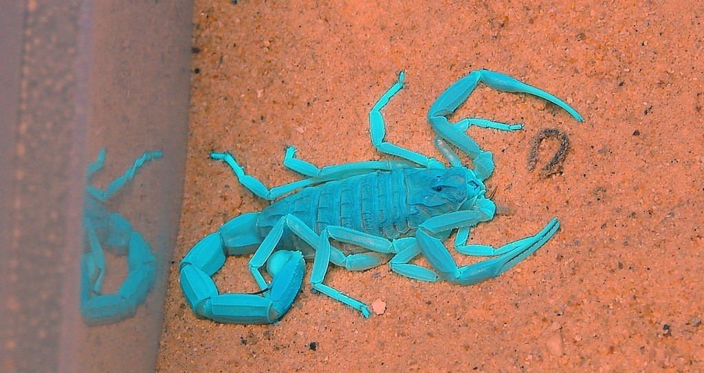 Инновационное открытие - яд голубого скорпиона поможет в борьбе с раком