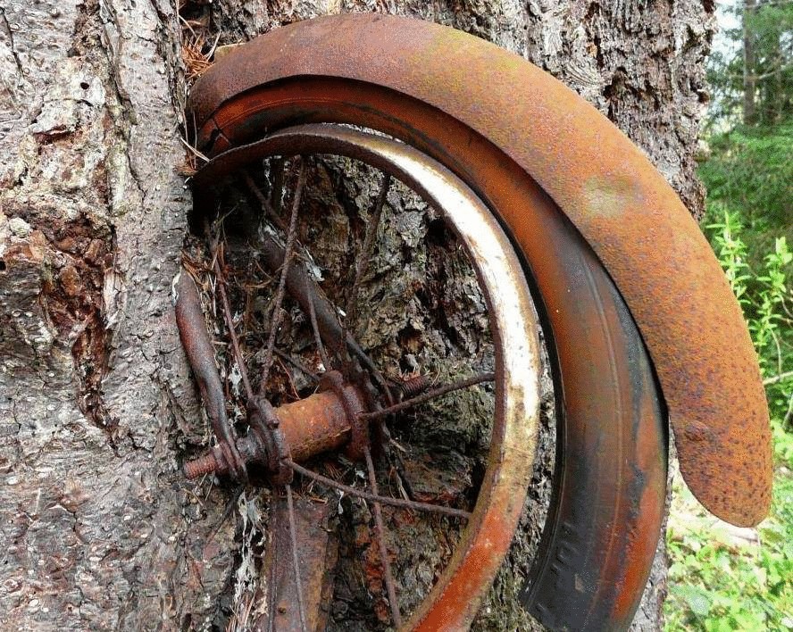 История велосипеда вросшего в дерево