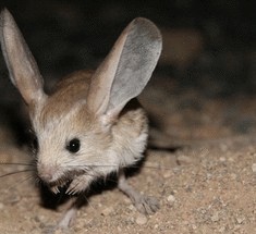 Длинноухий тушканчик — самое «ухастое» существо на планете
