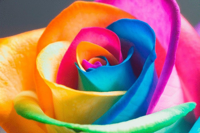 Разноцветная роза Rainbow Rose