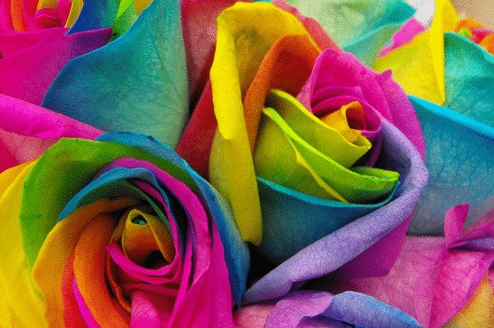 Разноцветная роза Rainbow Rose