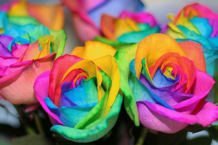 Разноцветная роза Rainbow Rose