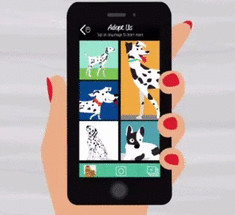 Приложения PetMatch: оригинальный и технологичный способ помощи бездомным животным