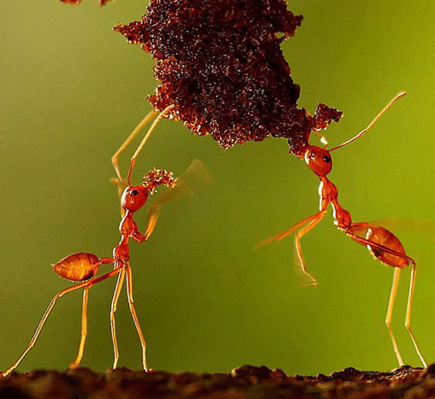 Ant development. Oecophylla smaragdina. Эволюция муравья. Рост муравья.