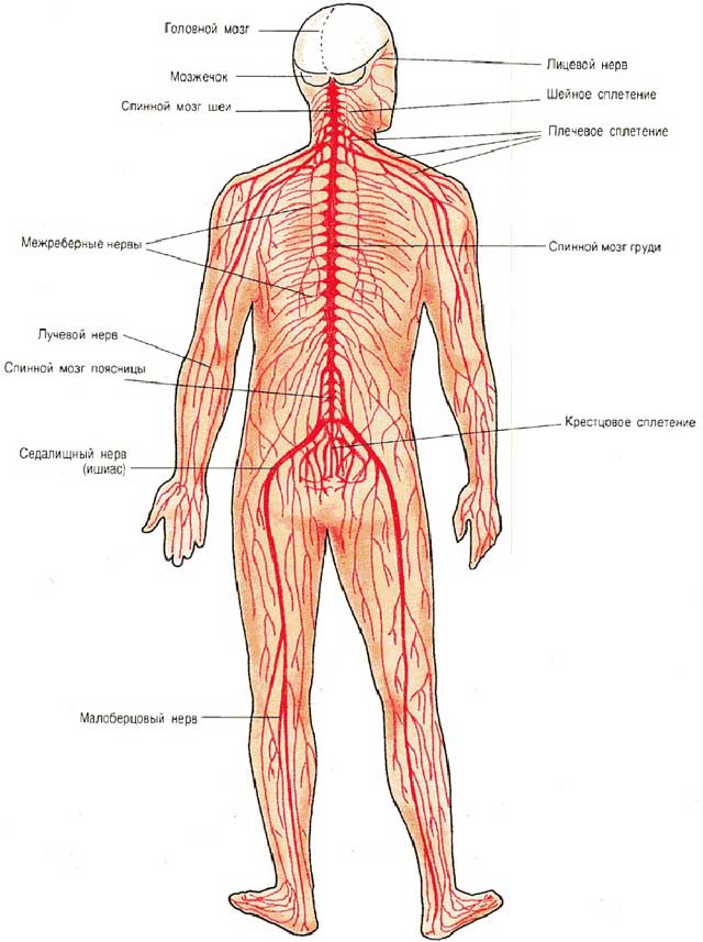 Нервная система человека