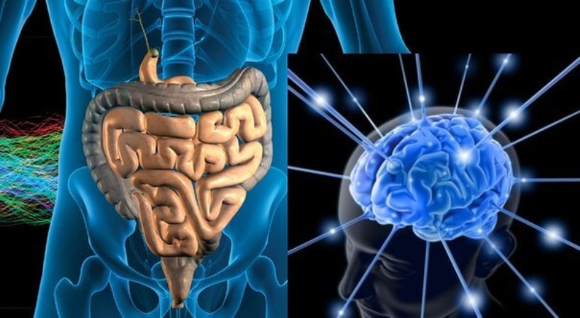 Второй мозг. Кишечник второй мозг человека. Оси «головной мозг-желудочно-кишечный тракт. Кишечник и мозг.