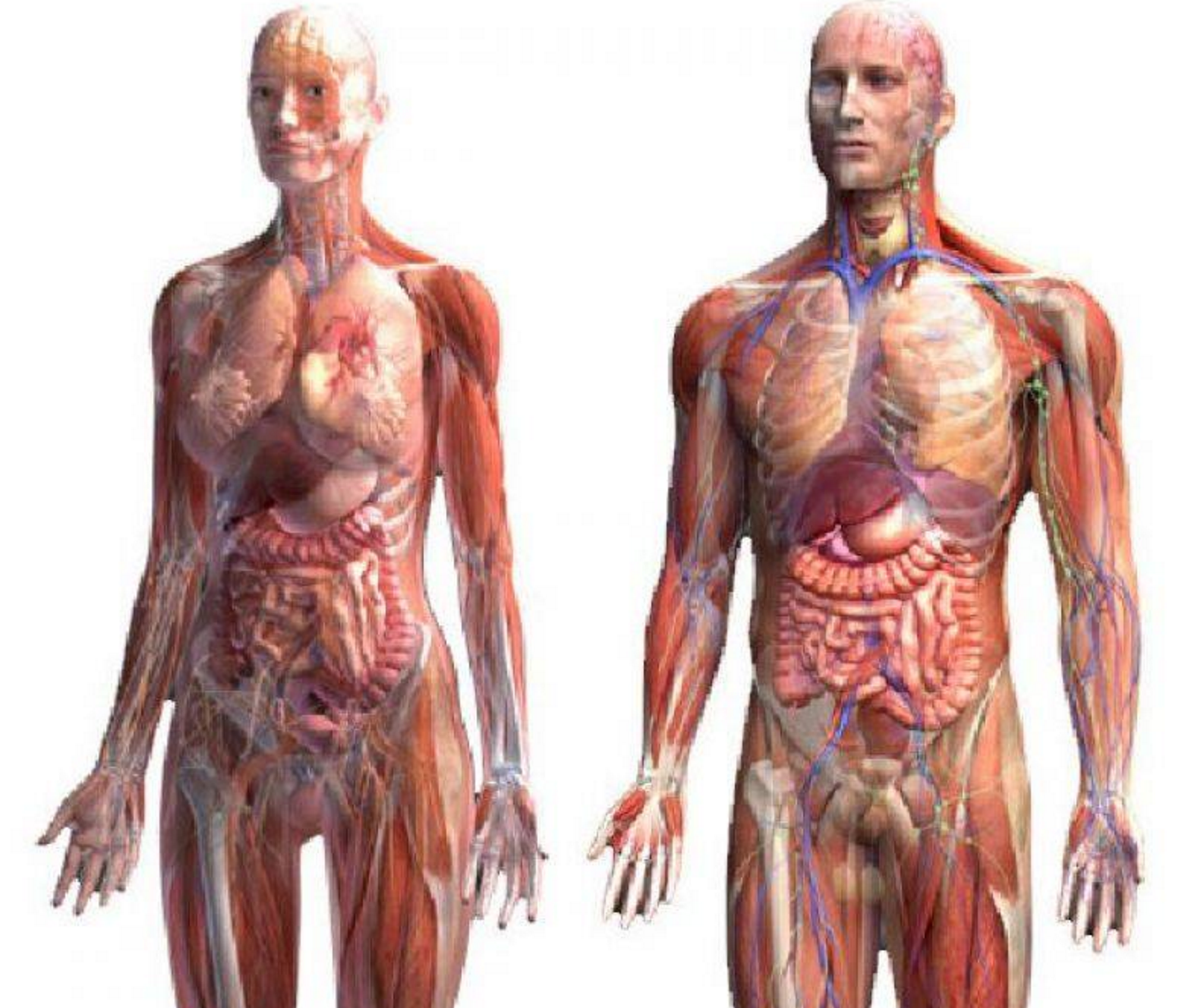 Сохранение человеческого в человеке. Тело человека. Анатомия человека. Организм человека.